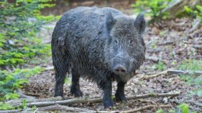 Wild boars in Europe can’t shake off their radioactivity