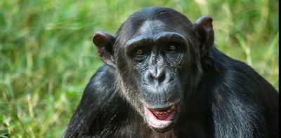 Chimpanzees are not pets, no matter what social media tells you