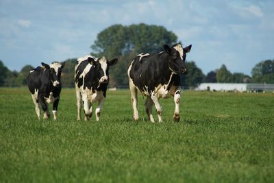 Canadian diplomacy curdles when it comes to milk