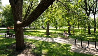 Chicago, save your historic trees