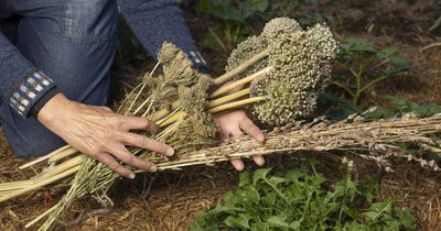 More urban farms, production boost in ACT food strategy