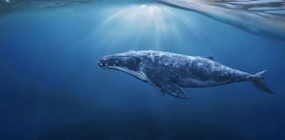 Whales stop singing and rock lobsters lose their balance: how seismic surveys can harm marine life