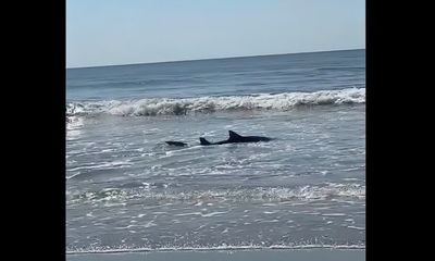 Beachgoers in awe as large shark chases stingray almost onto shore