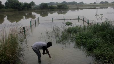 Human-reptile conflict in Odisha: when crocodiles attack
