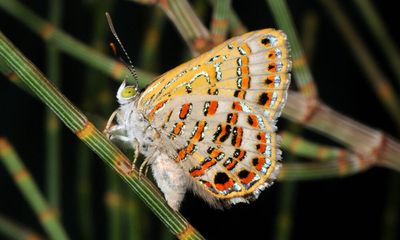 Environmentalists condemn Australia’s ‘woeful record’ after 48 plants and animals added to threatened species list