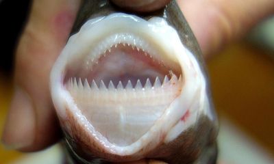 Pencils with teeth: meet the tiny cookiecutter shark that attacked a catamaran off Cairns