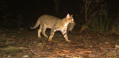 10-year feral cat plan brings us a step closer to properly protecting endangered wildlife
