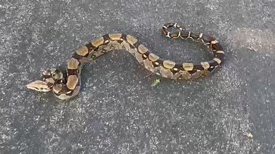 Escaped Boa Constrictor Found In The Middle Of A Street