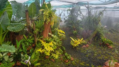 A guided visit for public to the new orchadarium in Visakhapatnam