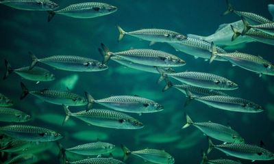 Some fish species are shrinking, scientists say, probably due to global heating