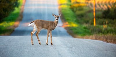 COVID mutates rapidly in white-tailed deer, but here's why we don't need to worry – for now