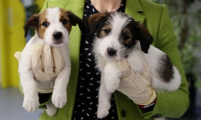 Pet owners: share your experience of using veterinary services in the UK