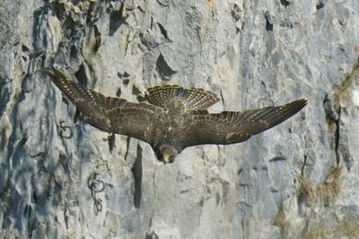 Man charged over theft of peregrine falcon eggs from nest in quarry