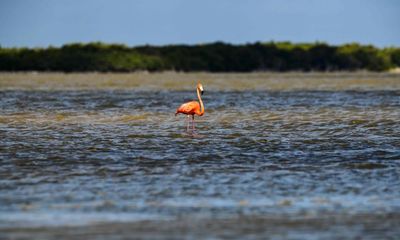 Flamingos spotted as far north as Ohio after being blown off course by Idalia