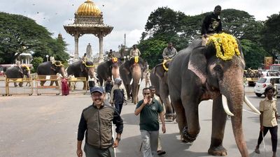 Dasara elephants begin their routine training