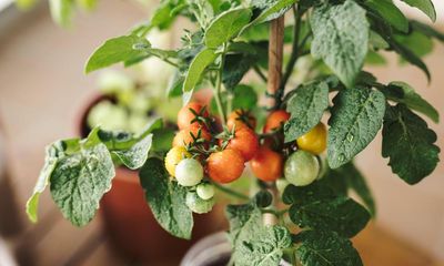 Those tomatoes need pinching out, Adrian