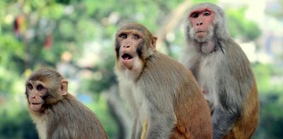 G20 summit's plan to scare off monkeys by mimicking their 'natural enemies' may work – but not for the reasons it's supposed to