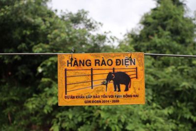 Vietnam’s wild elephants get unique ‘ID cards’ in novel conservation plan