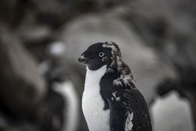 Australian government backflips on cancellation of Antarctica penguin surveys