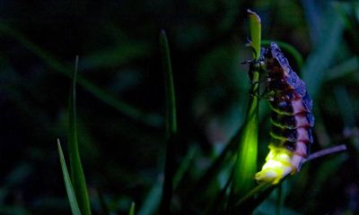 Conservationists call for help to save London’s glowworms