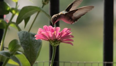 Chicago outdoors: Hummingbird on balcony flowers in Chicago, fish gatherings