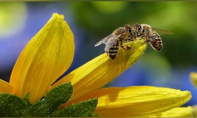 Air pollution makes it difficult for bees to find flowers: Research