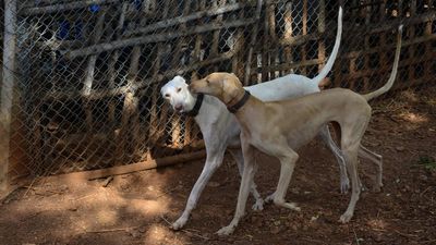 Concerns grow over legal vacuum as India moves to repeal Section 377 in the wake of disturbing cases of sexual assault of animals