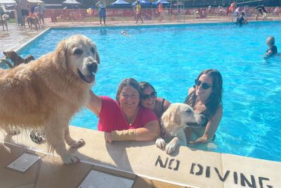 Golden retrievers take over lido as dog swimming month begins