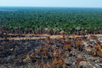 Amazon deforestation continues to drop