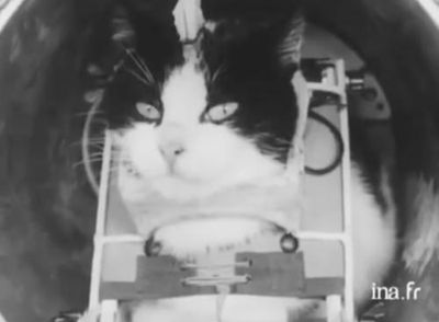 First cat in space: how a Parisian stray called Félicette was blasted far from Earth