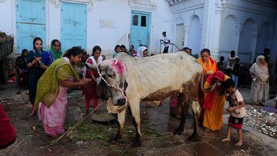 U.P. ups amount to gau sevaks for procuring food for cows