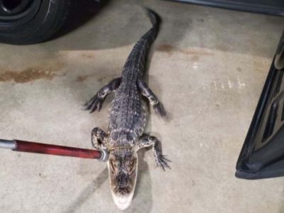 Body cam footage shows moment missing alligator is captured in New Jersey