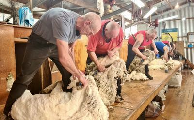 High-country shearers carry on ancient craft
