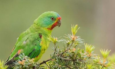 Tanya Plibersek announced swift parrot plan without showing recovery team who helped develop it