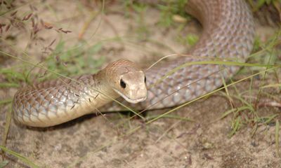 Queensland man in 60s dies from snake bite after removing animal from friend’s leg