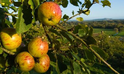 Juicy details: the best seasonal apple drinks