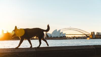 One Sydney Council Looks Set To Charge Dog Walkers $552 Annually For Strolling People’s Pooches