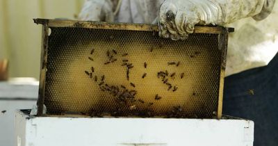 'Risk-based' approach for Varroa mite but local red zone strategy remains