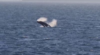 STUNNING footage shows whale breaching off Scottish coast