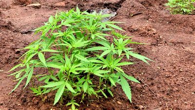 Apple country Himachal Pradesh gets ground ready for cannabis cultivation