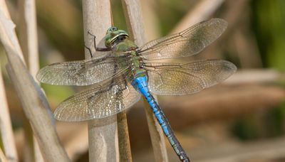 Dragonflies seem to be everywhere along Chicago’s lakefront. Here’s why.