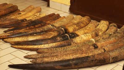 Gabon takes down international ivory trafficking network