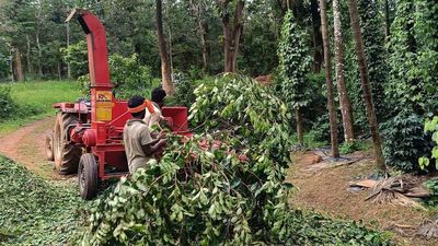 Many disappointed farmers in Malnad cut down agarwood trees