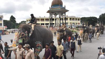 Insurance cover provided for Dasara elephants and their handlers