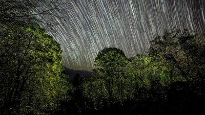 Study sheds more light on firefly habitat, mega congregation in Anamalai Tiger Reserve