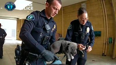 Overdose-reversing drug administered to puppy after possible fentanyl exposure in California