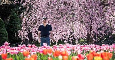 Tulip Top Gardens open Wednesday, basking in warm spring weather
