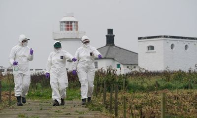 Avian flu is devastating National Trust seabird colonies, charity says