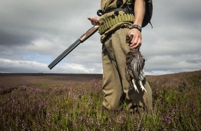 Grouse moor licencing would be 'disastrous' for rural communities, say businesses