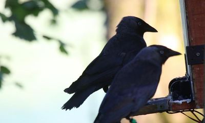 Jackdaws ditch friends to gain food but stick with family, study finds